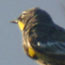 image11