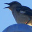 image27