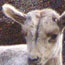 image08