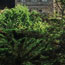 image09