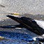 image38