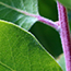 image22
