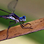 image27