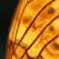 image30