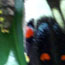 image31