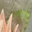 image22