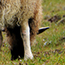 image26