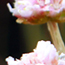 image22