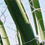 image17