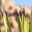 image11