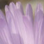 image15