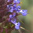 image17