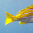 image37