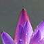 image52