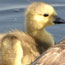 image06
