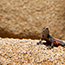 image37