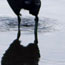 image17