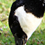 image12
