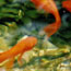 image07