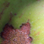 image29