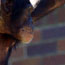 image22