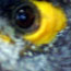 image31