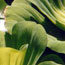 image12